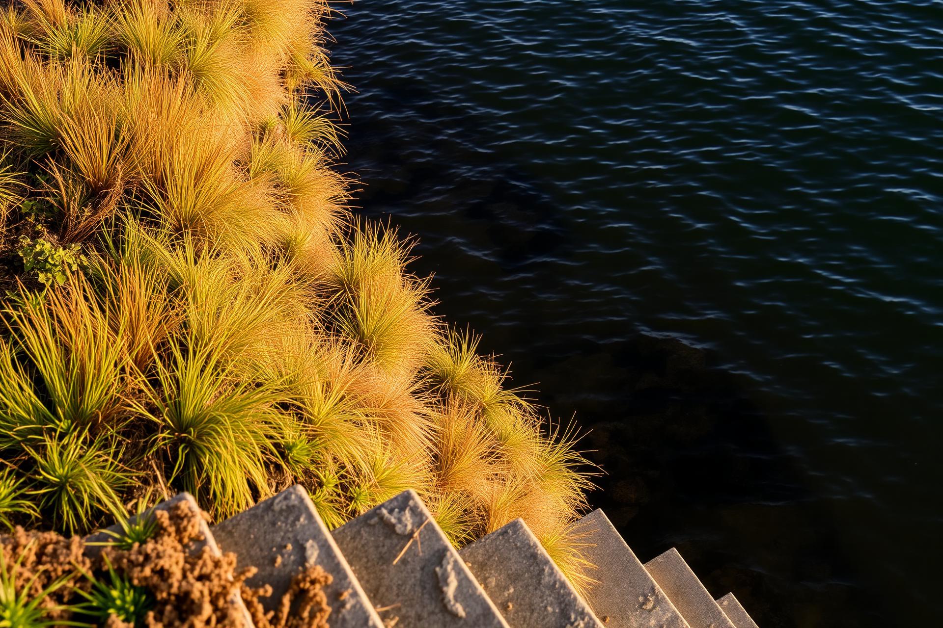 The terraced seawall steps down through native sedges into the bay.