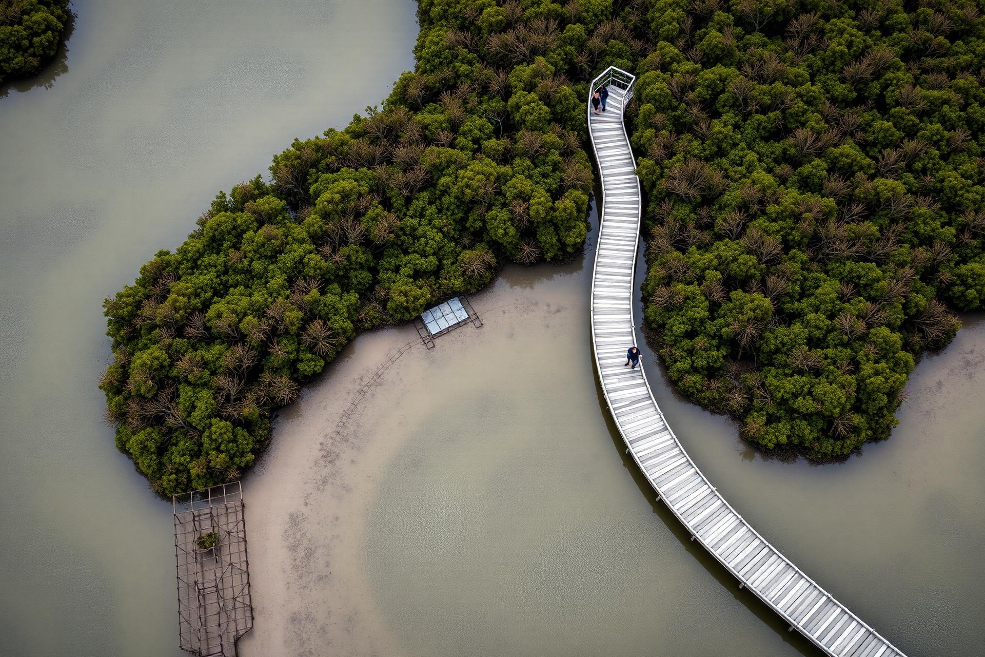Aerial view: the boardwalk threads between two replanted islands.