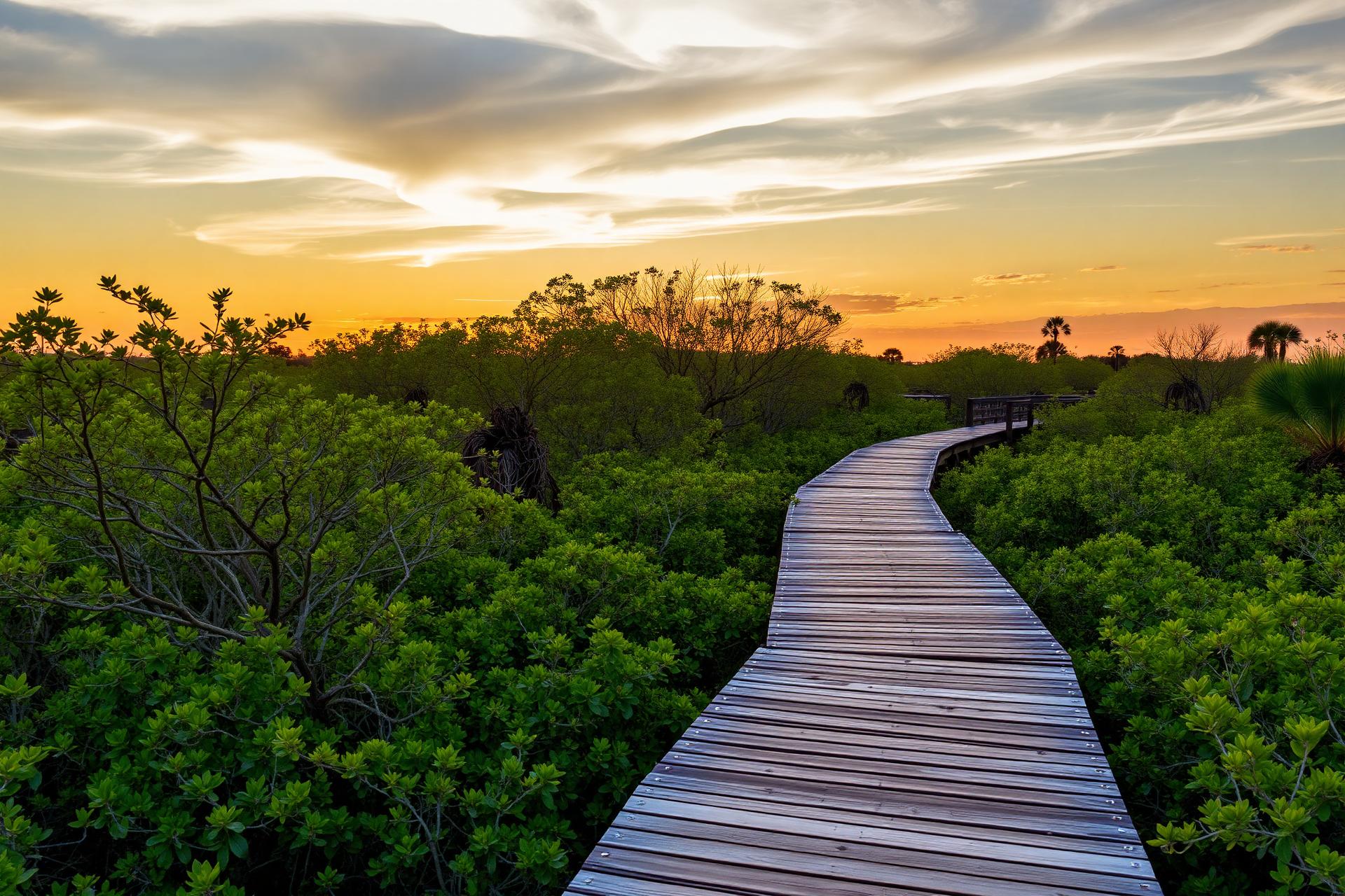 Mangrove Estuary Park
